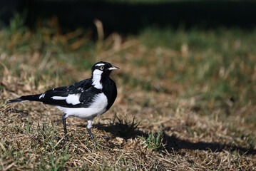 Obraz premium Side view of a magpie-lark, or peewee bird, as it stands in a sunlit grassy area