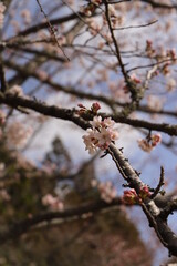 桜と瑠璃光寺！さくら咲く日本の春　国宝　五重塔!  山口県観光