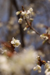 桜と瑠璃光寺！さくら咲く日本の春　国宝　五重塔!  山口県観光