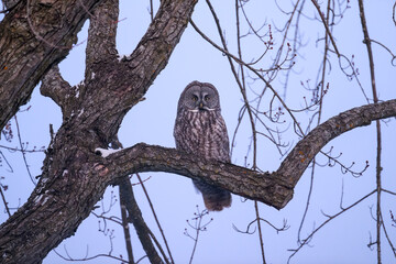Great Gray Owl on tree branch at dusk