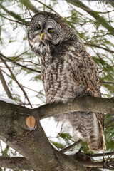 Barred Owl portrait on spruce tree in winter
