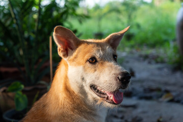 Thai brown stray dog playing with joy and happy