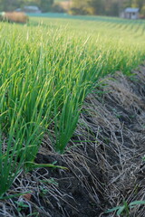 A garden where onions are planted in an agricultural plot