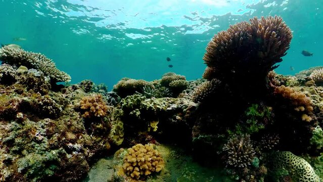 Underwater Scene Coral Reef. Tropical underwater sea fishes.