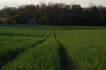 Fototapeta premium A garden where onions are planted in an agricultural plot