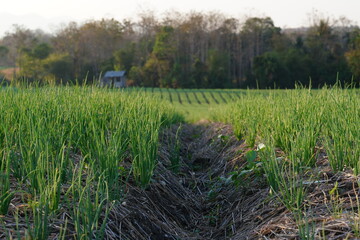 A garden where onions are planted in an agricultural plot