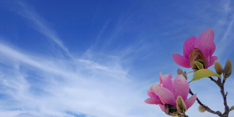 Fototapeta na wymiar Pink magnolia blossoms against blue spring sky