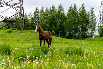 Brown horse walks in the field in summer