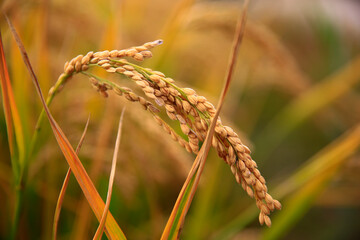 Mature rice farm in the country