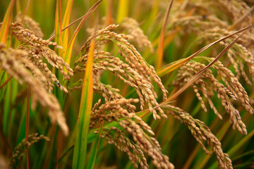 Mature rice farm in the country