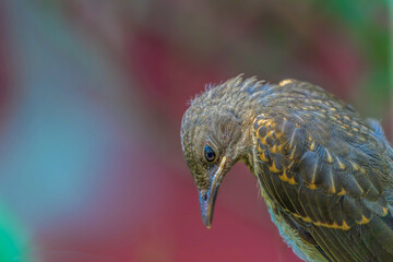 A small bird with its head down in the Amazon rainforest