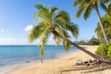 Fototapeta na wymiar Perfect palm tree overhanging a tropical beach in paradise