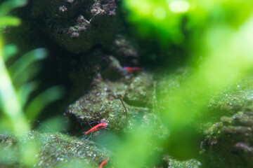 Fototapeta premium fish in aquarium