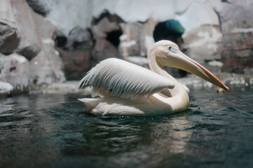 pelican in zoo