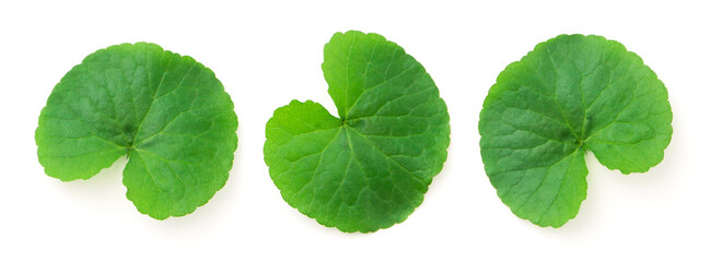 Gotu kola (centella asiatica) green leaf isolated on white background.