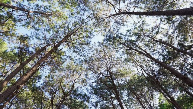 View up, bottom view of pine trees in forest have a sunshine. Movement camera Bottom view of sun through tall trunk pine trees forest in nature. Footage B roll 4k.