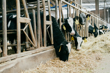 cows in a farm