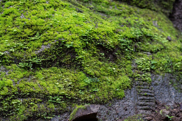 Green moss on stone in nature