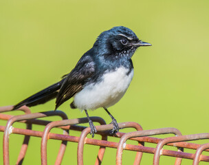 Willie Wagtail sitting on a rust coloured wire fence with green background