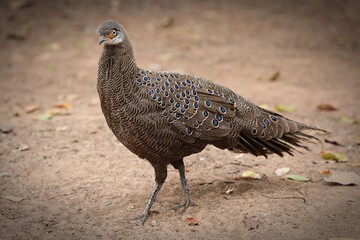 Grey Peacock-pheasant or Polyplectron bicalcaratum is listed as Least Concern.