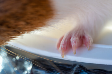 Selective focus on guinea pig nails on front paw. 