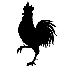 rooster isolated on white background