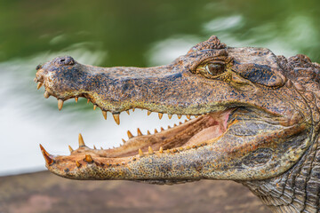 Amazon crocodile smile