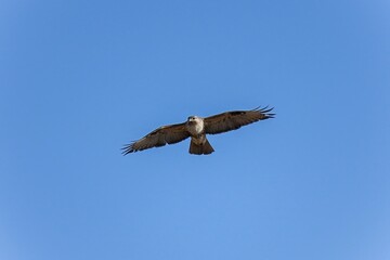 青空バックに悠然と飛ぶノスリ