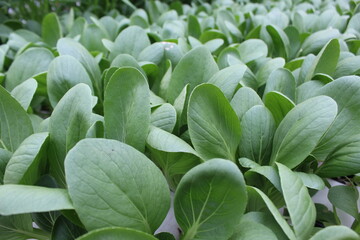 Close up view of vegetable plants named Pak Choy in the backyard