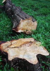 View of a tree that has just been cut down