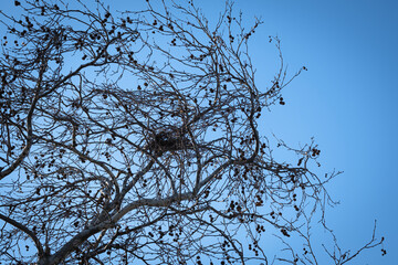bird's nest among tree branches. blue sky.