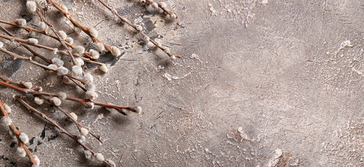 Pussy willow branches on grey background with space for text