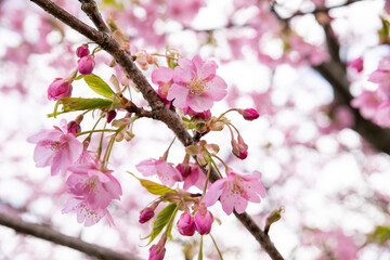 pink cherry blossom