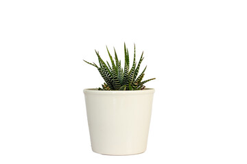 Haworthia zebra cactus in white ceramic pot