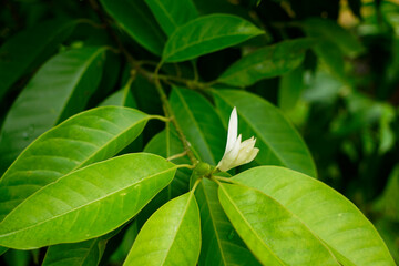 A photo of Magnolia × alba flower on the end of the green branch                              