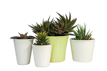 Hawothia different types of succulents in beautiful ceramic pots isolated on white background