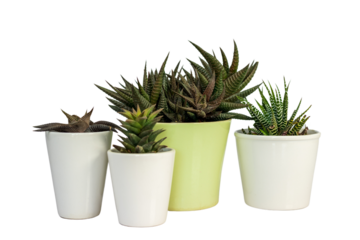 Hawothia different types of succulents in beautiful ceramic pots isolated on white background