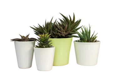Photo sur Plexiglas Cactus Hawothia different types of succulents in beautiful ceramic pots isolated on white background
