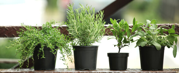 Naklejka na ściany i meble Pots with fresh aromatic herbs outdoors