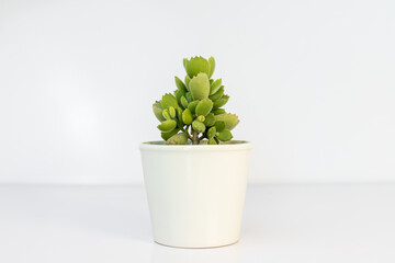 Cotyledon tomentosa bear paws succulent in a white ceramic pot isolated on white background