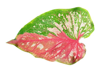 beautiful Caladium bicolor leaves