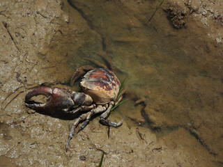 Blurred background of field crab,among green leaves and other blur background ,macro
