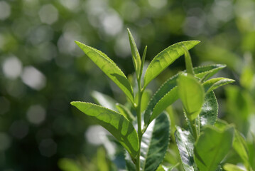 茶の若葉