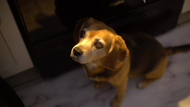 Mature Beagle waits in kitchen patiently