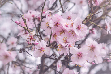 Fototapeta na wymiar Pink almond tree flowers on branch in spring