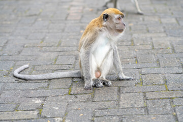 wild monkeys are sitting in the middle of the tourism place
