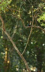 kingfisher in the forest 