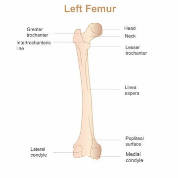 human femur, posterior aspect. Labeled. Detailed medical illustration. Isolated on a white background