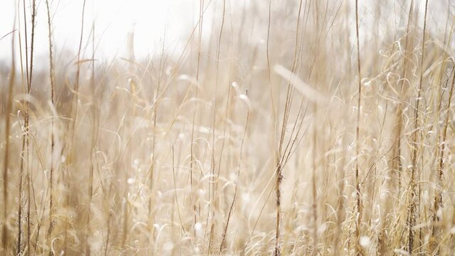 Tall dead grass in the winter