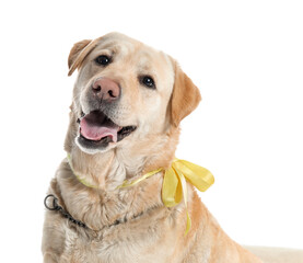 Cute Labrador dog with bow on white background, closeup. Easter celebration
